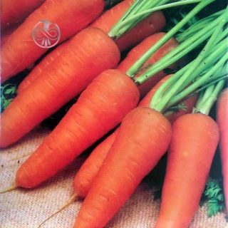 هویج پودر قرمز ارگانیک