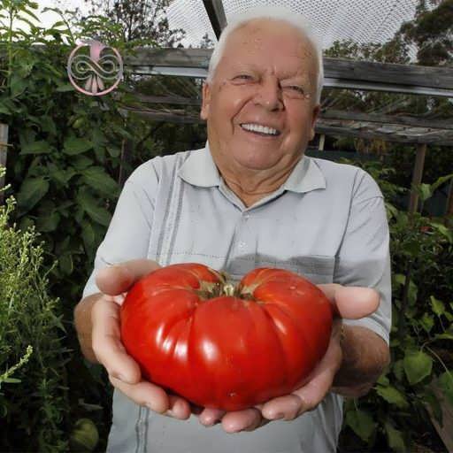 گوجه فرنگی سایز بسیار بزرگ در دست