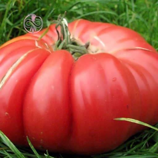 گوجه فرنگی سایز بسیار بزرگ ارگانیک
