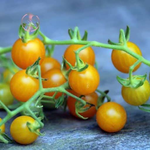 گوجه فرنگی زرد بسیار ریز روی زمین