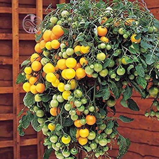 گیاه گوجه فرنگی زرد بسیار ریز