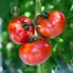 گوجه فرنگی بدبختی ارگانیک