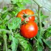 گوجه فرنگی راتگرز ارگانیک
