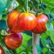 گوجه فرنگی تیگارلا برداشت نشده