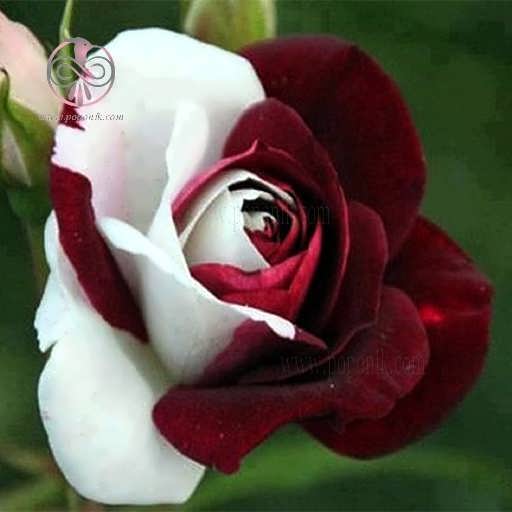 گل رز قرمز و سفید
