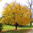 درخت افرا زرد