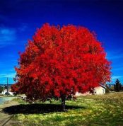 درخت افرا قرمز در مزرعه