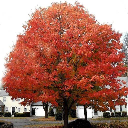 درخت افرا قرمز در خیابان