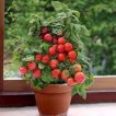 گوجه فرنگی کوچک در گلدان روروی پنجره