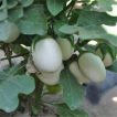 گیاه بادمجان سفید سولانیوم
