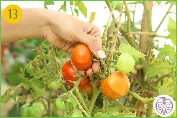 مراحل کاشت گوجه فرنگی