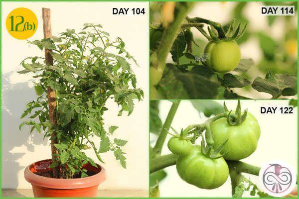 نشاء گوجه فرنگی بعد از 100 روز