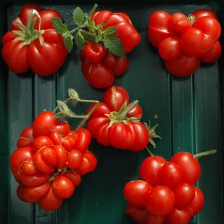 گوجه فرنگی مسافرین