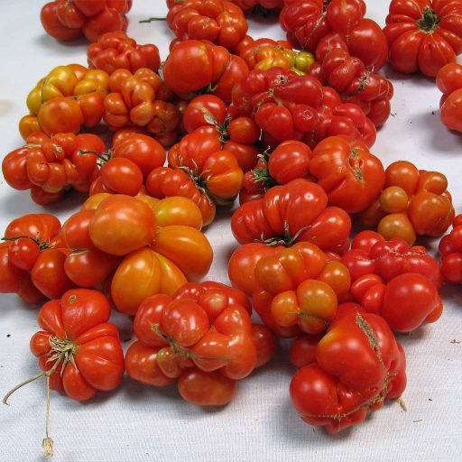 گوجه فرنگی مسافرین ارگانیک
