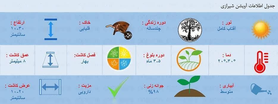 جدول اطلاعات کاشت بذر آویشن شیرازی