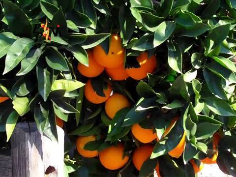 درخت پرتقال