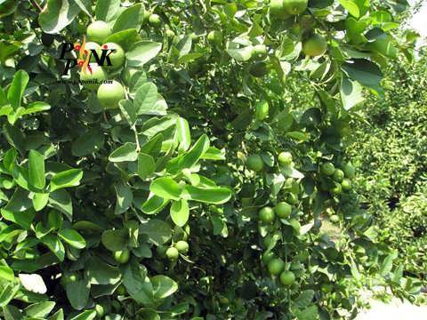 درخت لیمو ترش شیرازی