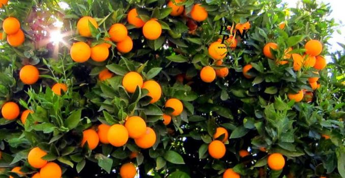 درخت پرتقال