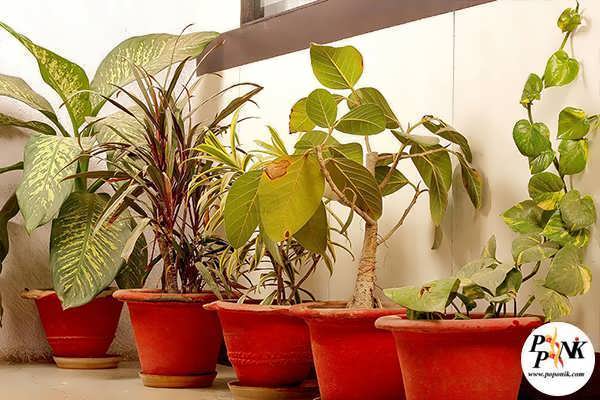 سلامت گیاهان آپارتمانی