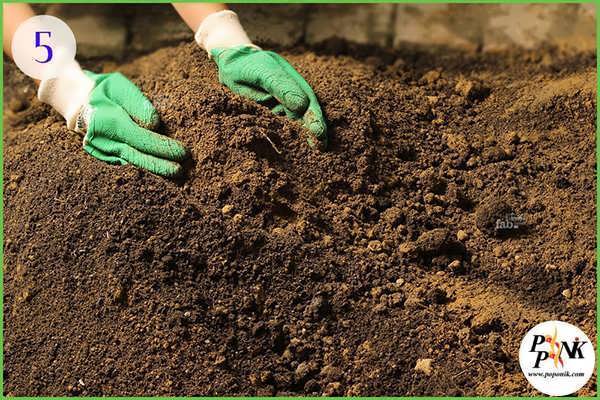 خاک را برای پرورش مجدد گیاه آماده کنید