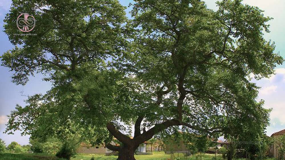 درخت چنار Platanus orientalis