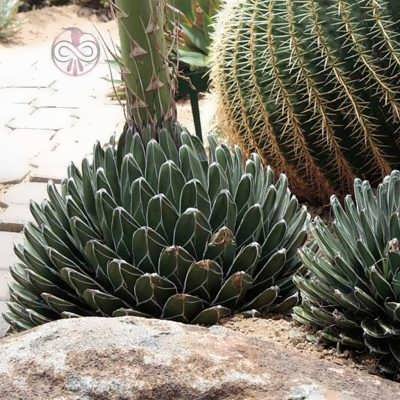 کاکتوس آگاو ویکتوریا بذر کاکتوس آگاو ویکتوریا