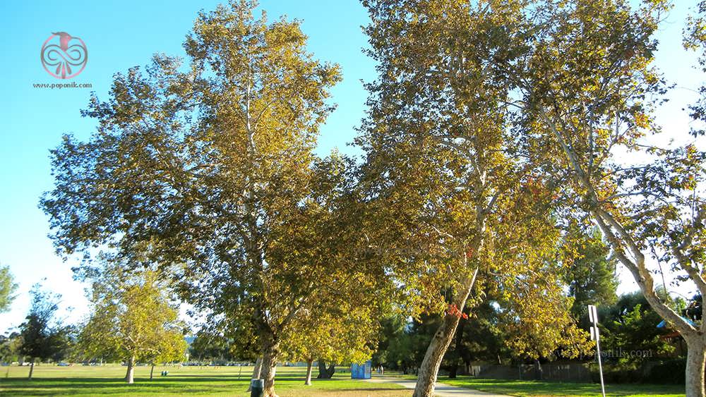 درخت چنار Platanus racemosa
