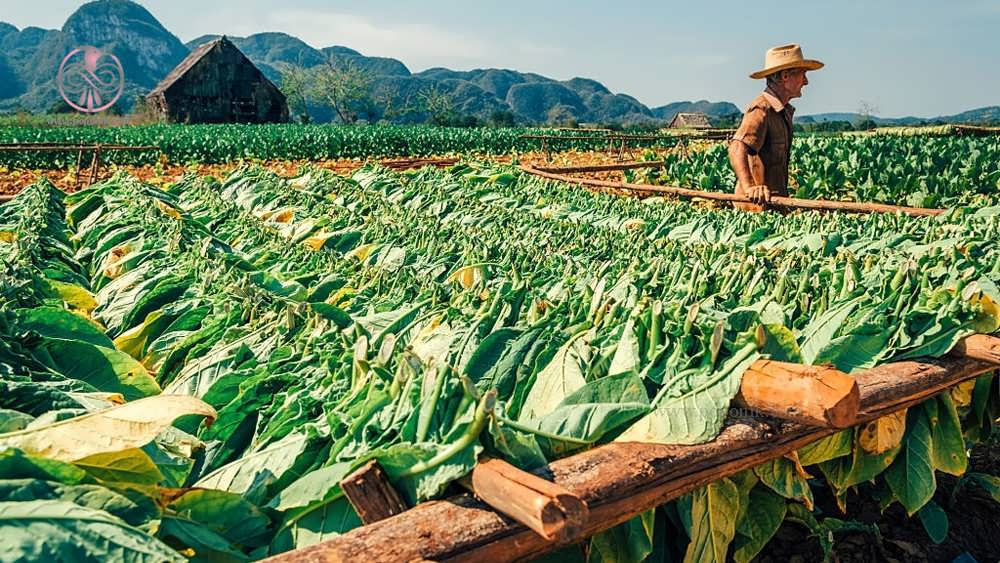 کشاورز کوبایی در حال کاشت تنباکو