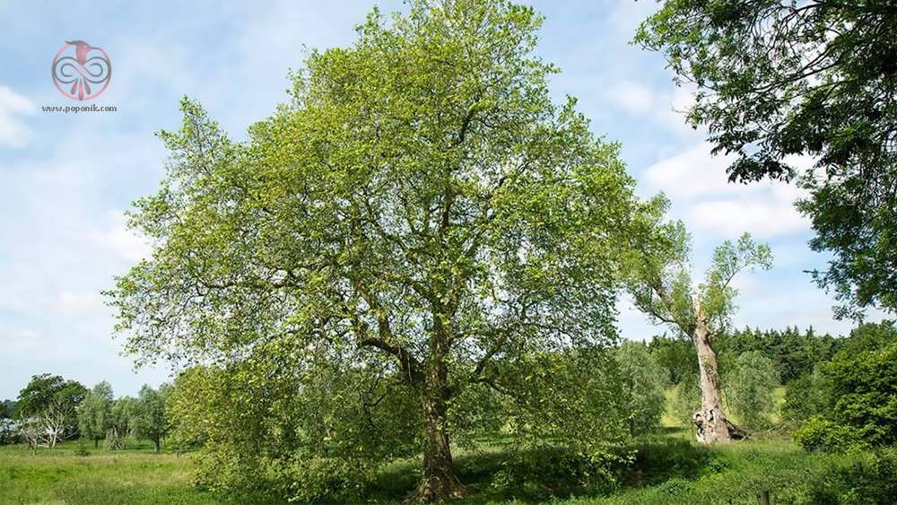 درخت چنار Platanus x acerifolia