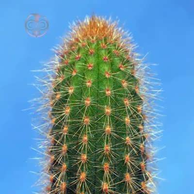کاکتوس وبربایورسوس وینتریاس بذر کاکتوس وبربایورسوس وینتریاس