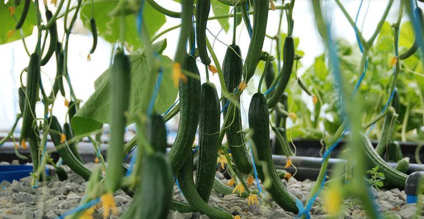 Cucumber Greenhouse titr - طول دوره رشد بعد از نشاء تا اولین عملکرد در خیار و گوجه چه مدت است ؟