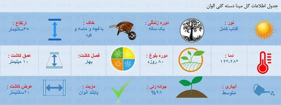 اطلاعات کاشت گل مینا دسته گلی الوان