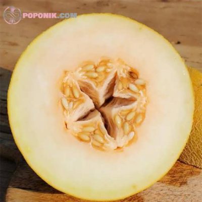 fresh-pineapple-melon
