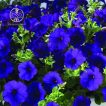 گل اطلسی آبی