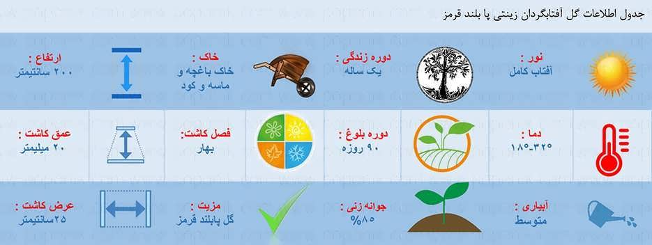 اطلاعات کاشت گل آفتابگردان زینتی پا بلند قرمز