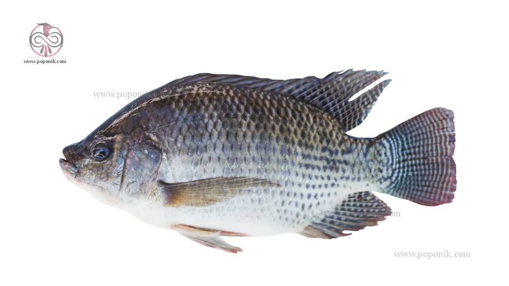 ماهی تیلاپیا مناسب سیستم آکواپونیک