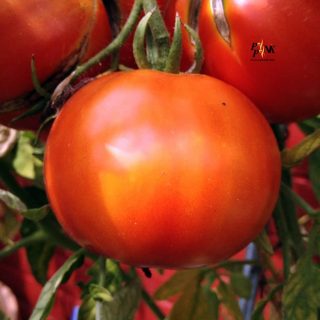 بذر گوجه فرنگی آس 55