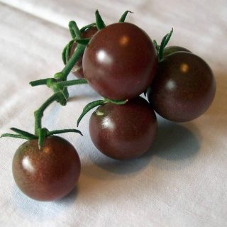 بذر گوجه گیلاسی سیاه