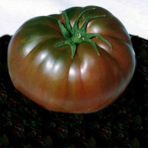 بذر گوجه فرنگی کیریم سیاه