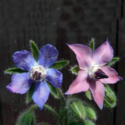 گیاه گاوزبان بذر گیاه گاوزبان