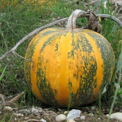 کدو پوست کاغذی بذر کدو پوست کاغذی