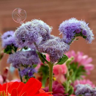 بذر گل ابری آبی