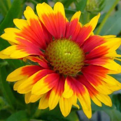 گل رعنای زیبا بذر گل رعنای زیبا