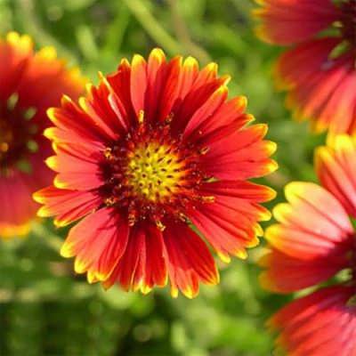 گل رعنای زیبا بذر گل رعنای زیبا