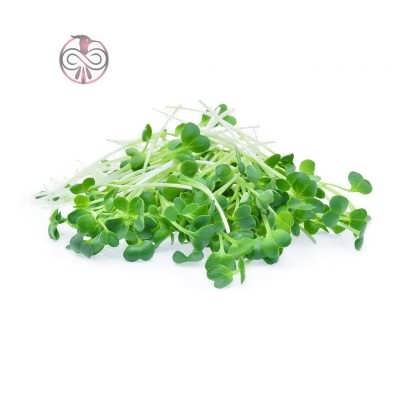 یونجه قره یونجه بذر یونجه قره یونجه