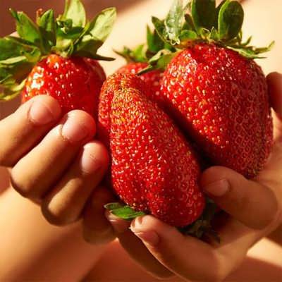 توت فرنگی خیلی بزرگ بذر توت فرنگی خیلی بزرگ
