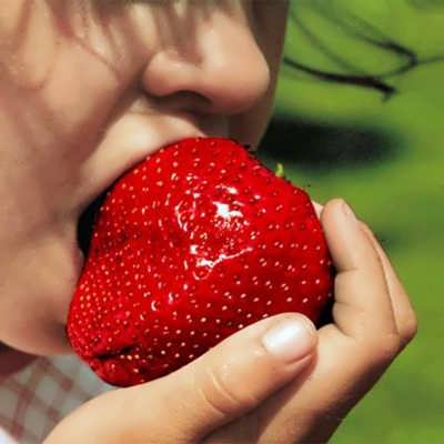 توت فرنگی خیلی بزرگ بذر توت فرنگی خیلی بزرگ