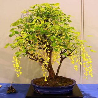 بذر درخت باران طلایی