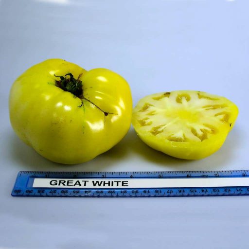 بذر گوجه فرنگی سفید