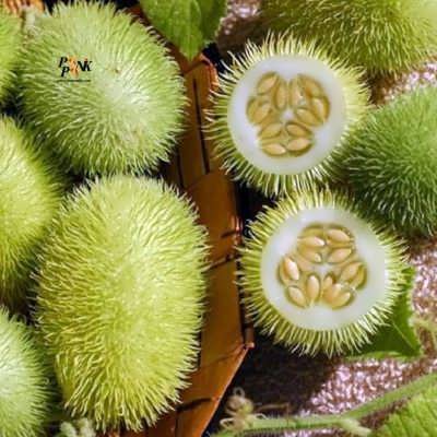 خیار جوجه تیغی بذر خیار جوجه تیغی